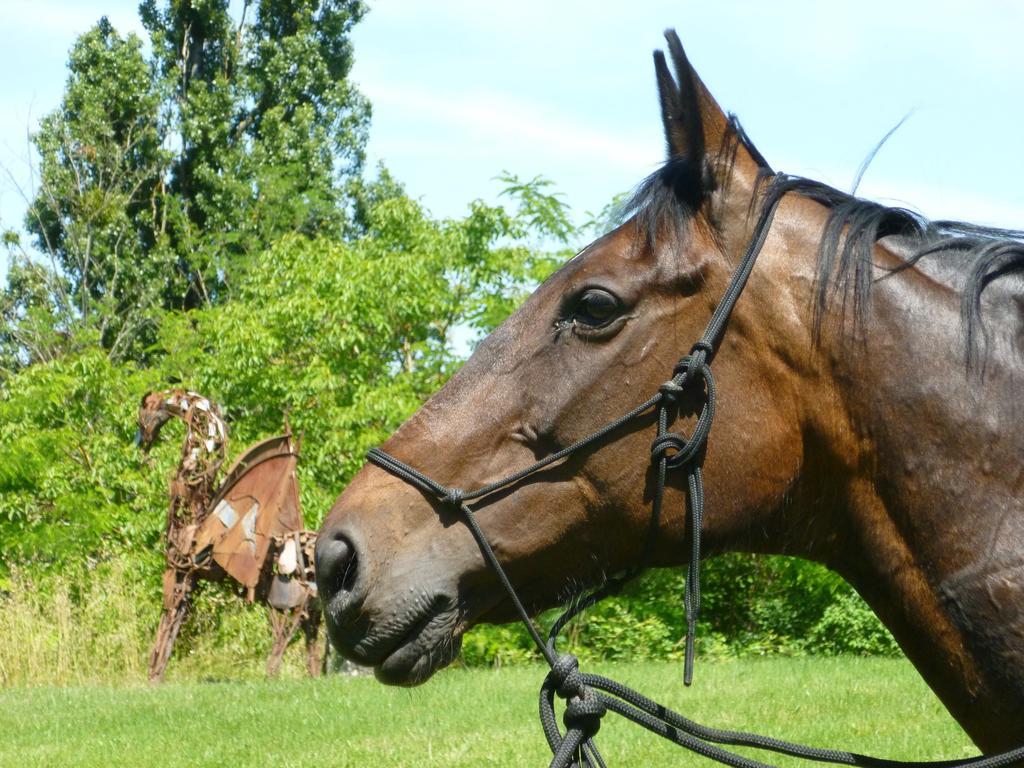 Ancien Haras De La Tour Bed & Breakfast Lamothe-Landerron Eksteriør bilde